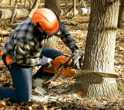 Tree Removal in Carmen, OK